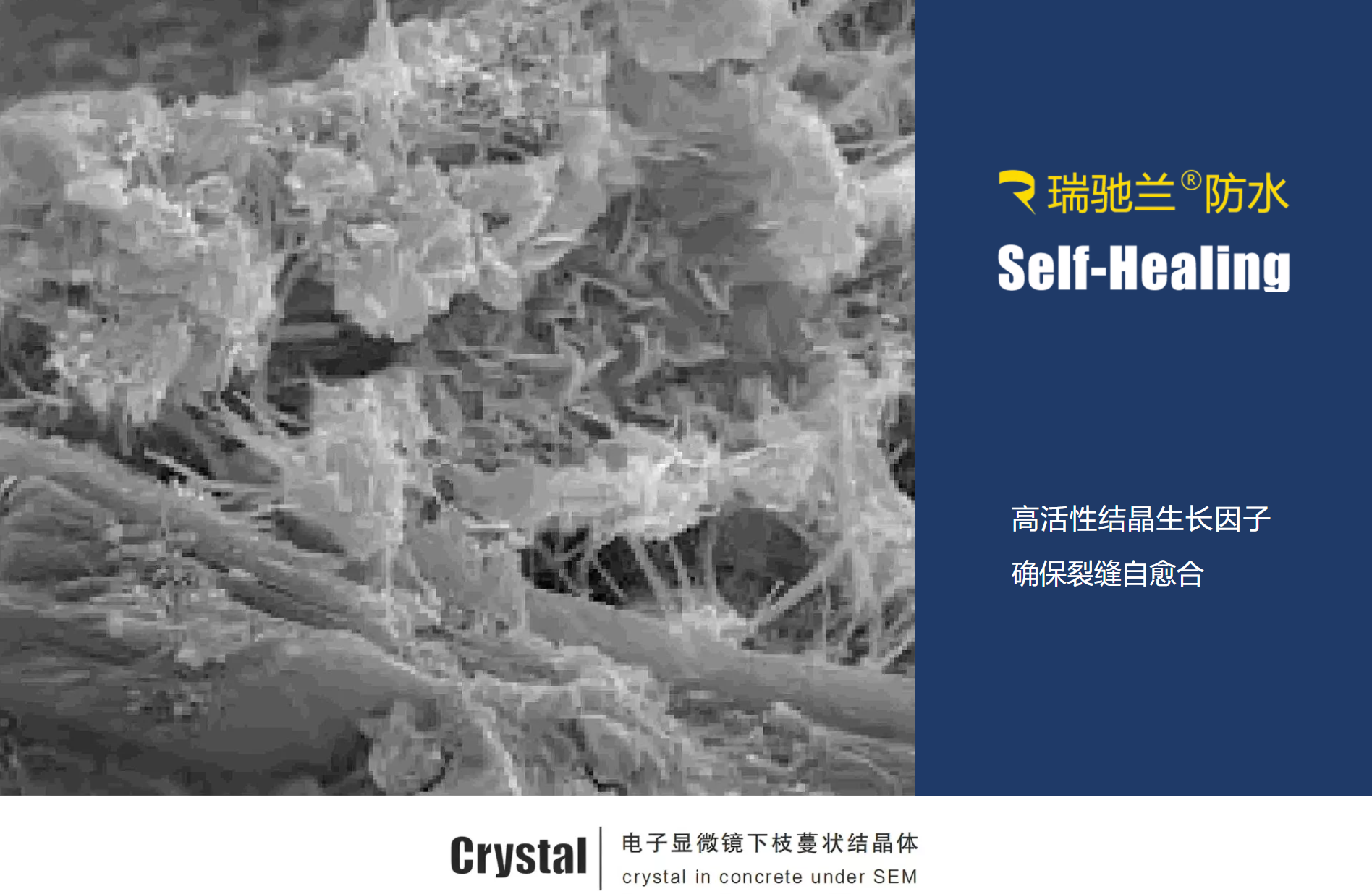 瑞驰兰®结晶生长因子修复0.6mm裂缝的显微图